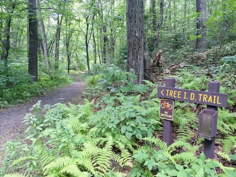 Sessions Woods Tree I.D. Trail