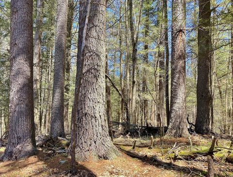 Cathedral Pines Preserve