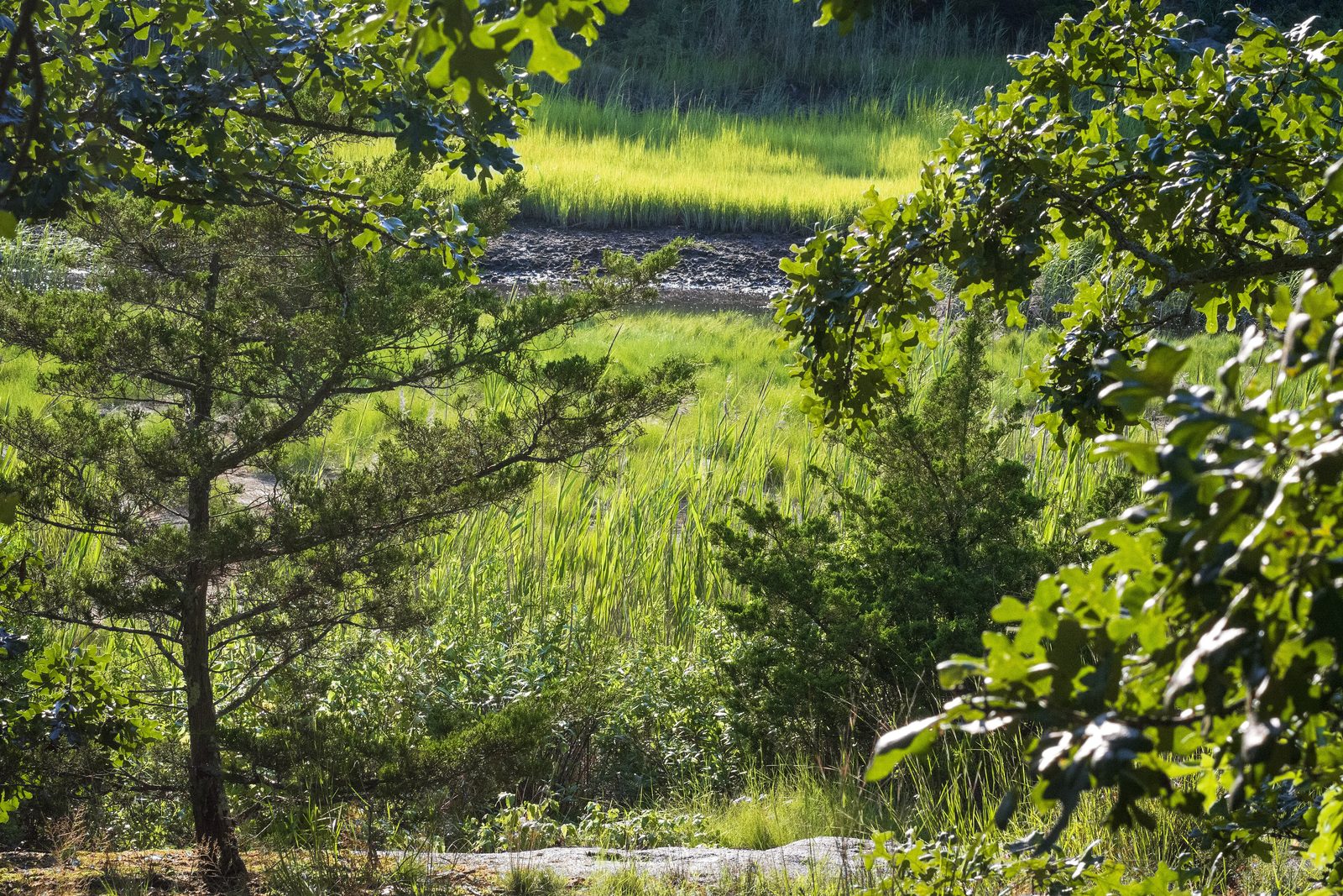 Farm River State Park marshes