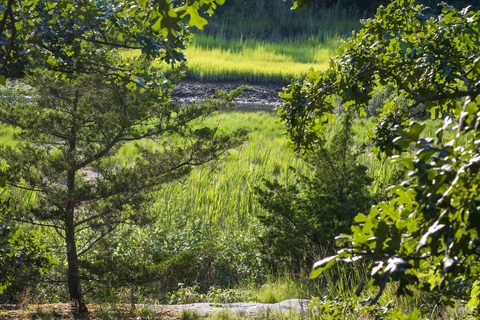 Farm River State Park marshes