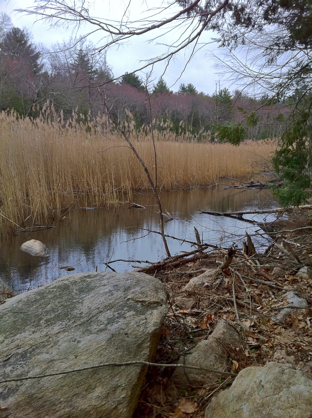 Old Furnace State Park marsh