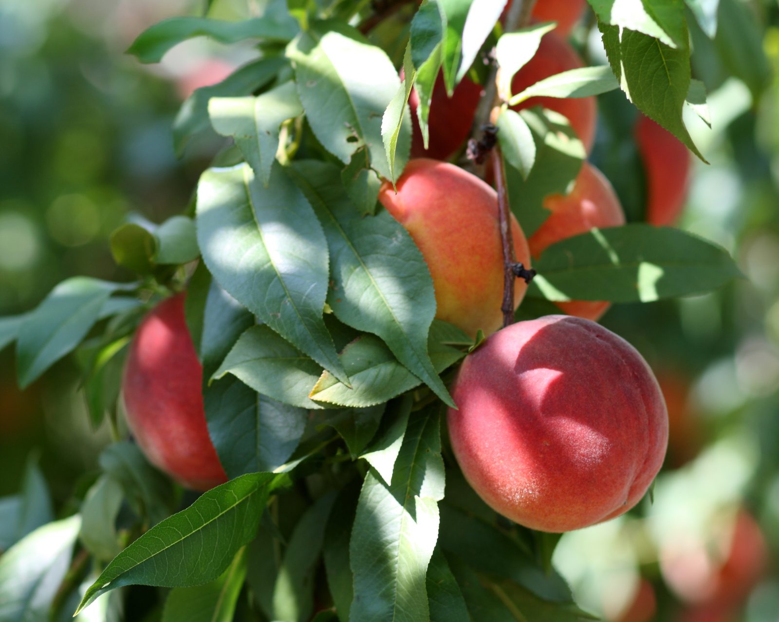Peaches at Lyman Orchards