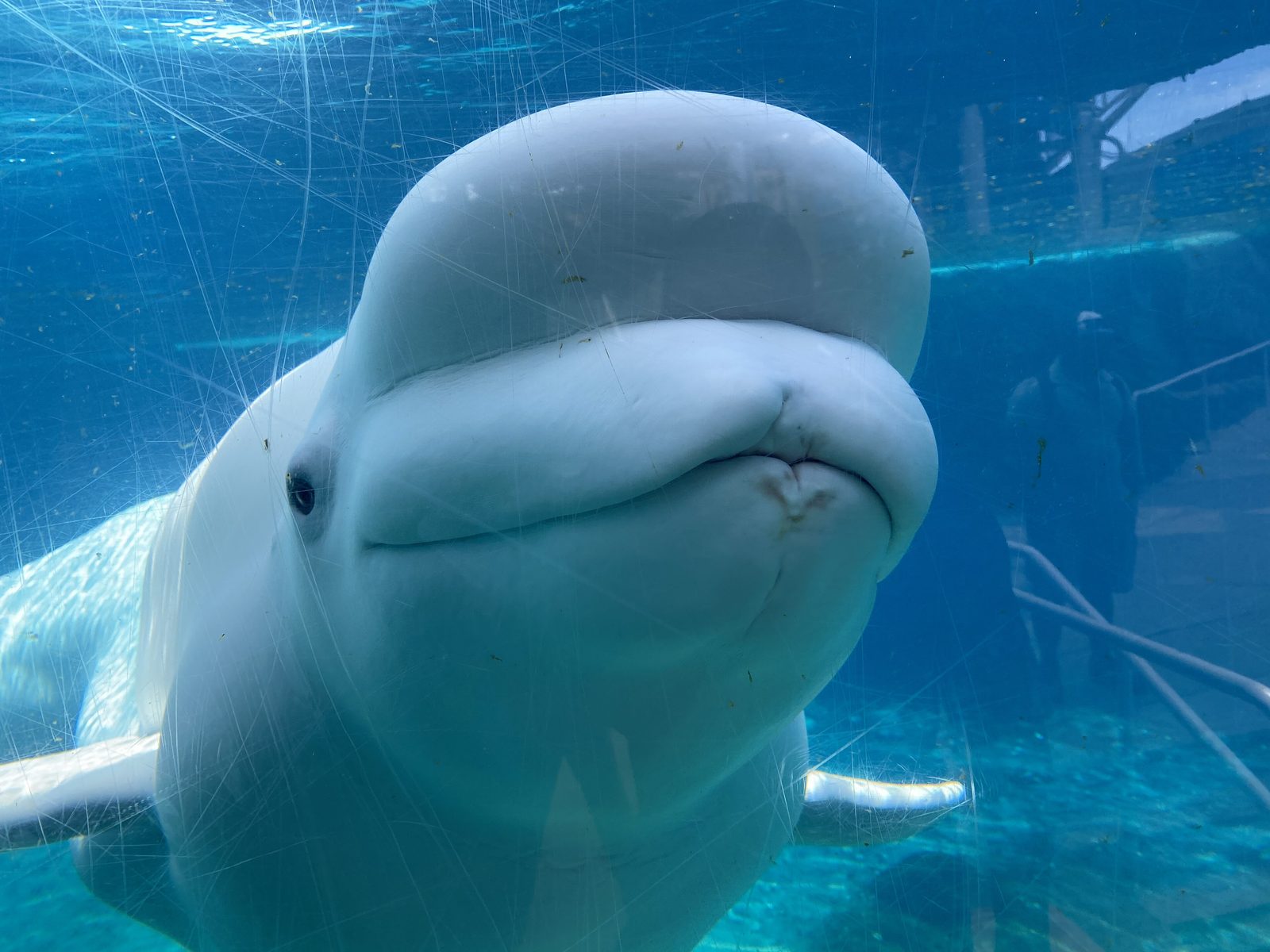 Beluga whale at Mystic Aquarium