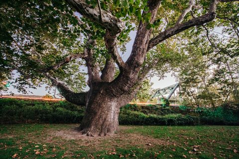 Pinchot Sycamore