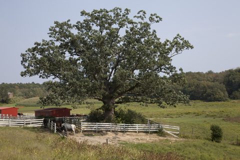 Horsebarn Hill, UConn