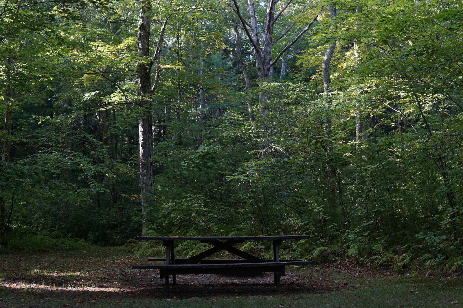 Pachaug State Forest