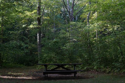 Pachaug State Forest