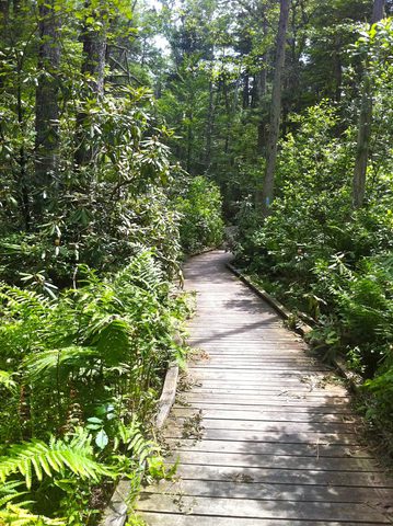 Rhododendron Sanctuary Trail