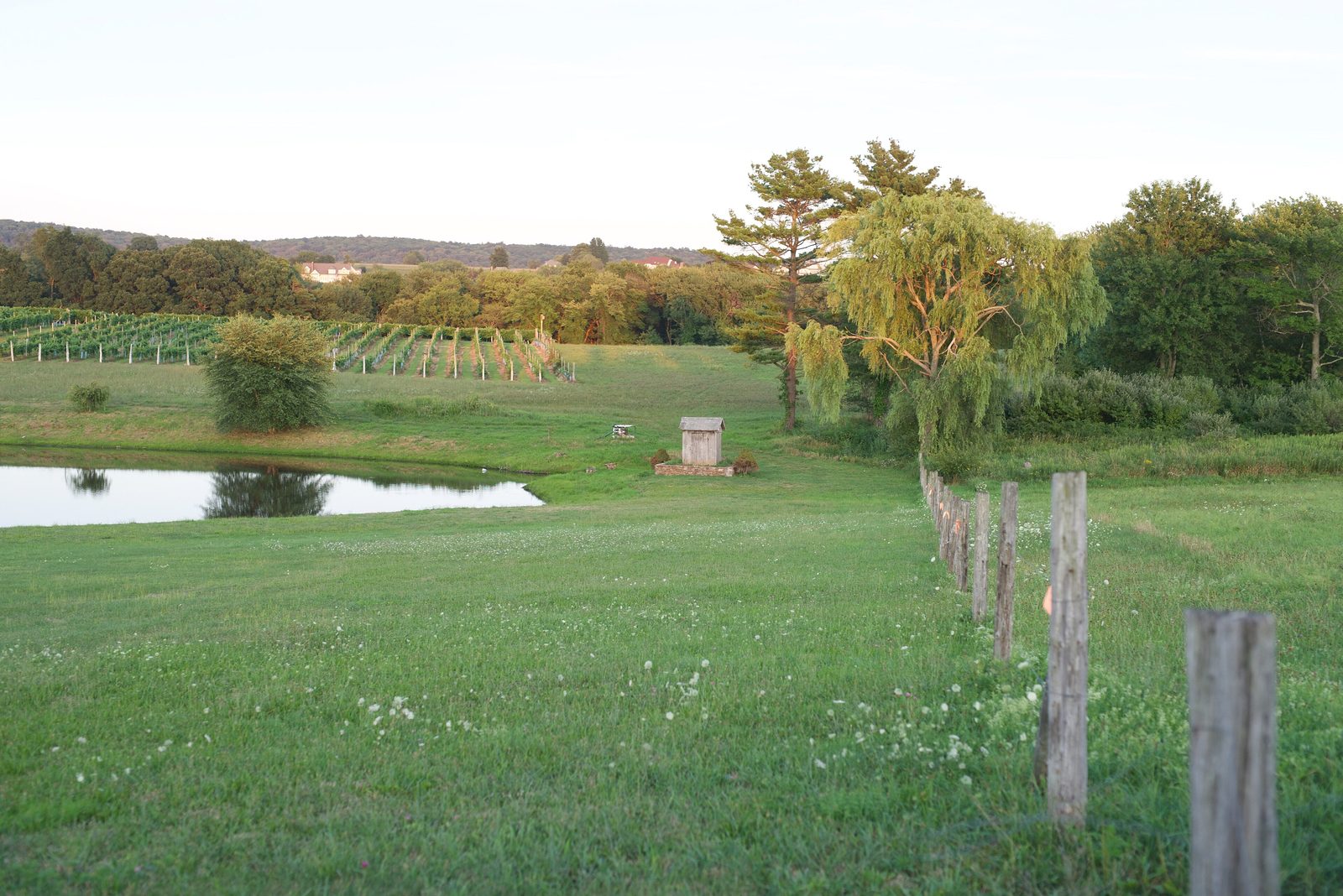 A vineyard in Wallingford