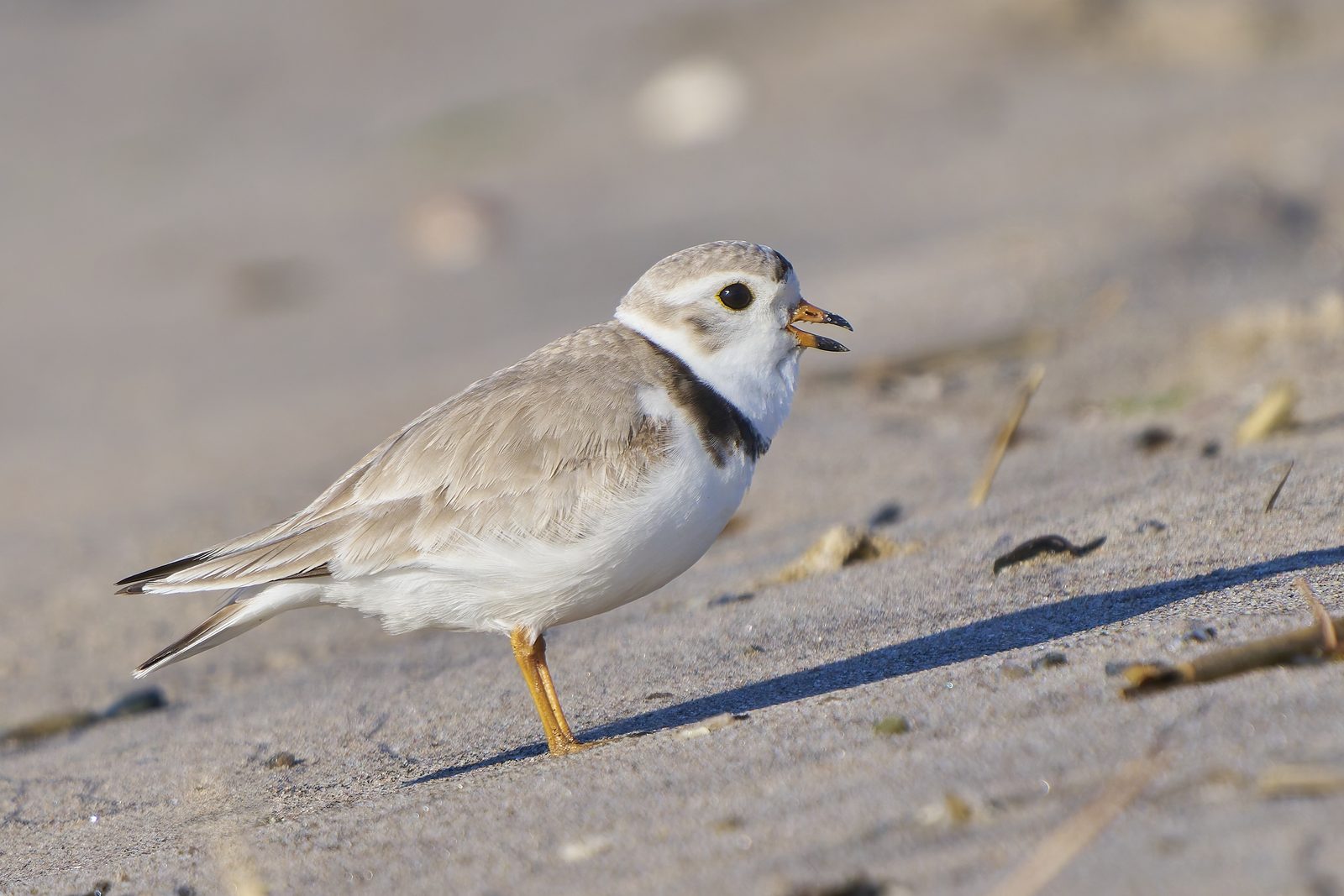 Piping plover at Sandy Point