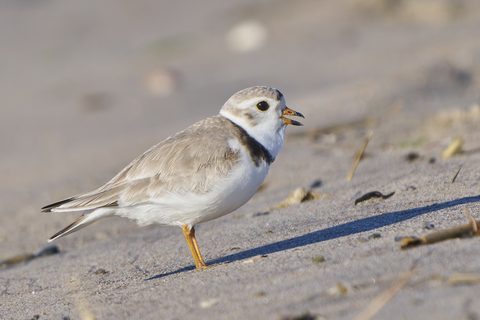 Piping plover at Sandy Point