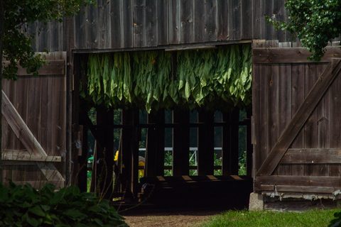 Shade tobacco curing shed