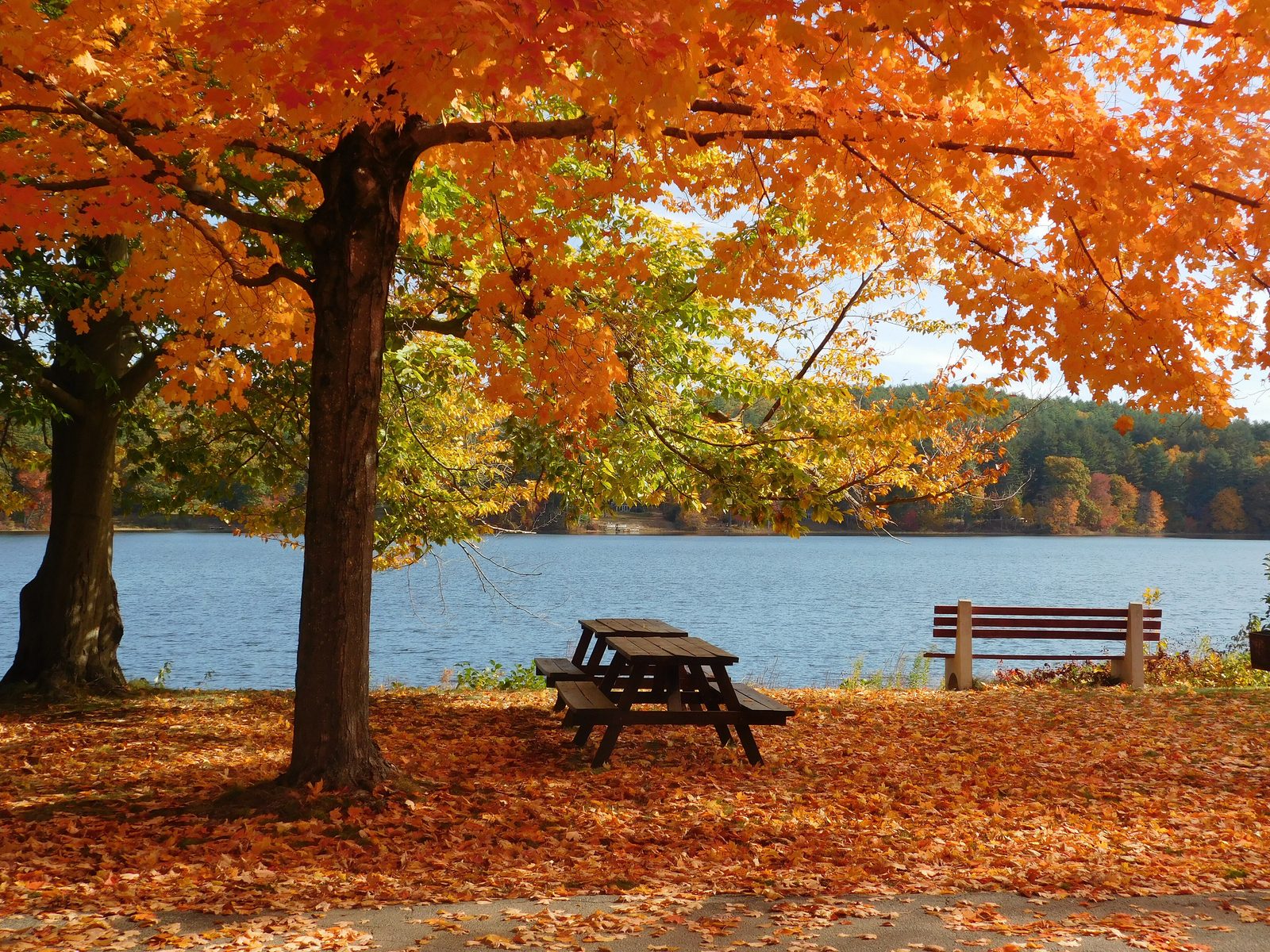 Roseland Park in autumn