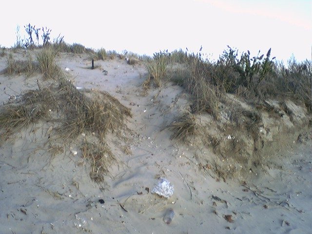 Dunes at Plumb Beach