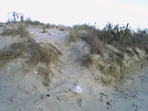 Dunes at Plumb Beach